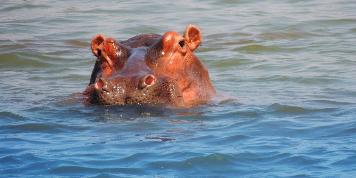 Hippo